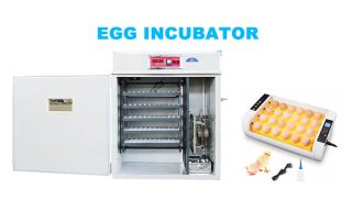 What is egg incubator fuatured picture